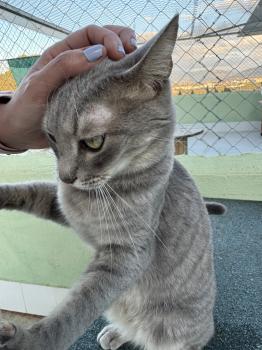 Bluey Bild von Bluey