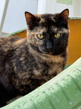 Dora Bild von Dora