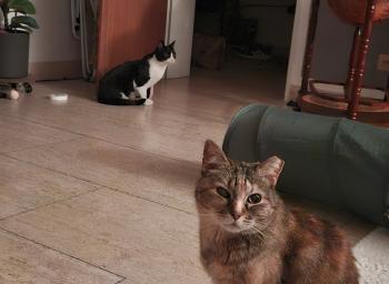 Bild von Catalina