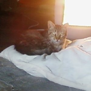 Mow Bild von Mowgly
