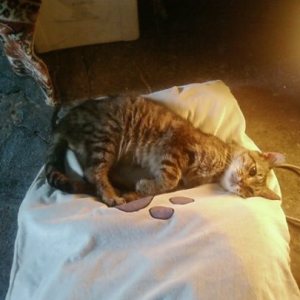 Mowgly Bild von Mowgly