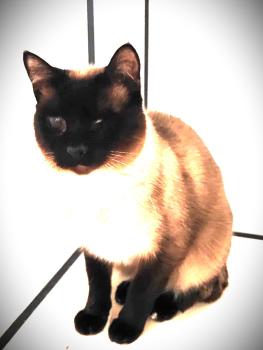 Silvana Bild von Silvana