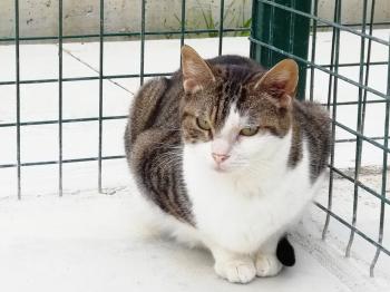 Bambu Bild von Bambu