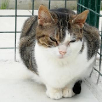 Bambu Bild von Bambu