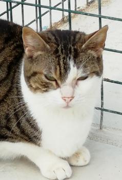 Bambu Bild von Bambu