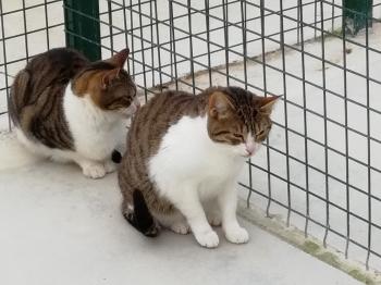Canita Bild von Canita