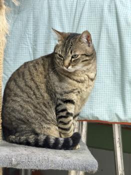 Nattan Bild von Nattan