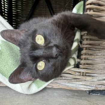 Nahla Bild von Nahla