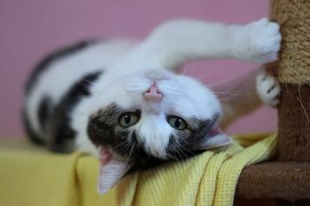 Nala Bild von Nala