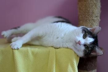 Nala Bild von Nala
