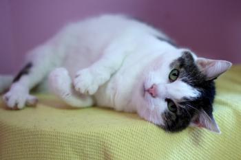 Nala Bild von Nala
