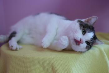 Nala Bild von Nala