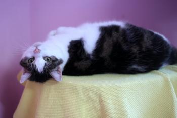 Nala Bild von Nala