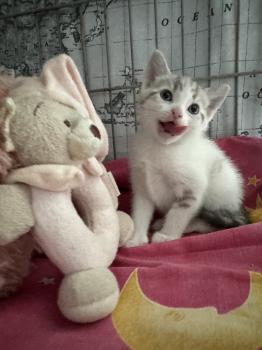 Olivia Bild von Olivia