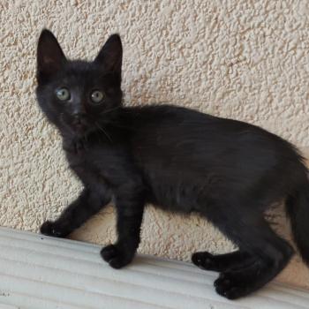 Bild von Camelia