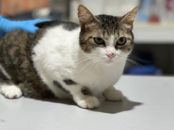 Telma Bild von Telma