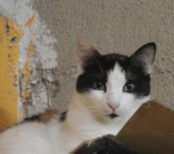 Rasputina Bild von Rasputina