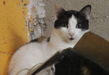 Rasputina Bild von Rasputina