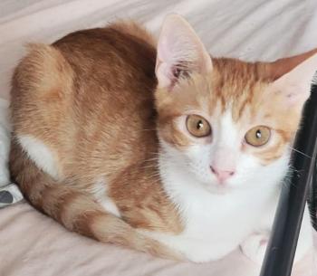 Dorito Bild von Dorito