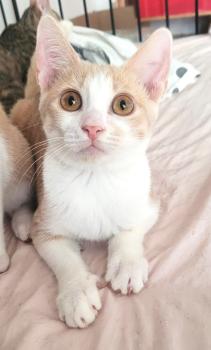 Bild von Mango