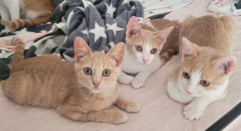 Bild von Mango
