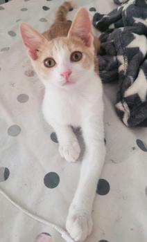Peach Bild von Peach