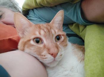 Bild von Luffy