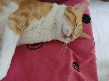 Bild von Luffy