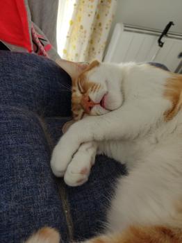 Bild von Luffy