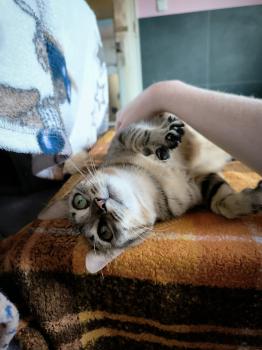 Frita Bild von Frita