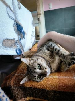 Frita Bild von Frita
