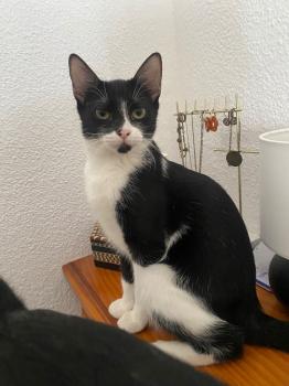 Stuart Bild von Stella