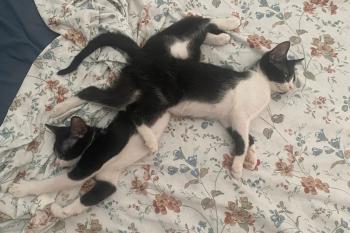 Stuart Bild von Stella
