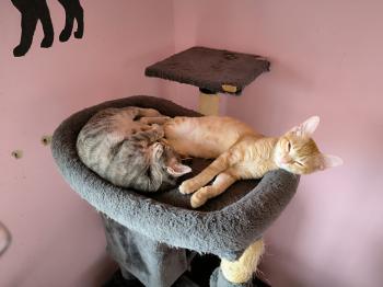 Bombon Bild von Bombon