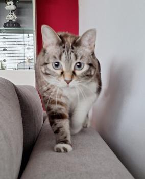 Niska Bild von Niska