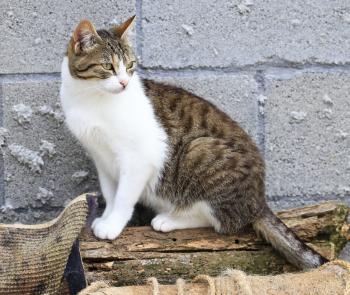 Canita Bild von Canita