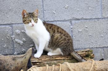 Canita Bild von Canita