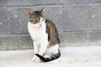 Bambu Bild von Bambu