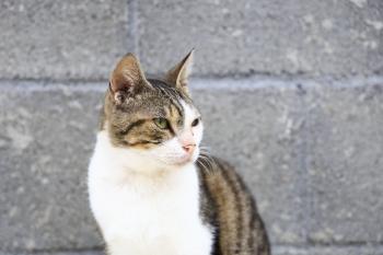 Bambu Bild von Bambu