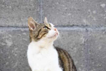 Bambu Bild von Bambu