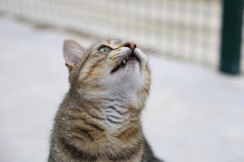 Blasete Bild von Blasete