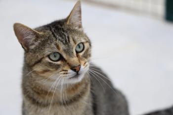 Blasete Bild von Blasete