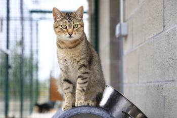 Blasete Bild von Blasete