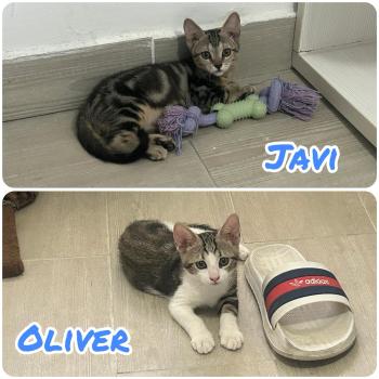 Bild von Javi