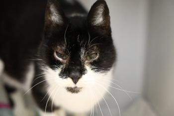 Silvestre Bild von Silvestre