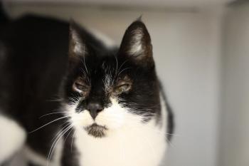 Silvestre Bild von Silvestre