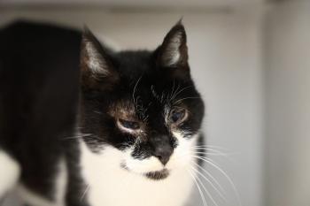 Silvestre Bild von Silvestre