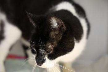Silvestre Bild von Silvestre