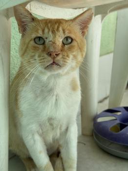 Bild von Tommy