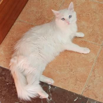 Copito Bild von Copito